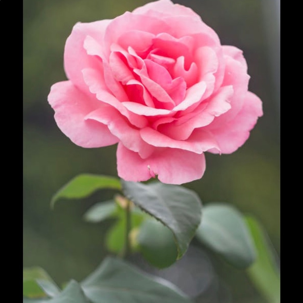 Meet your Posher, Kee